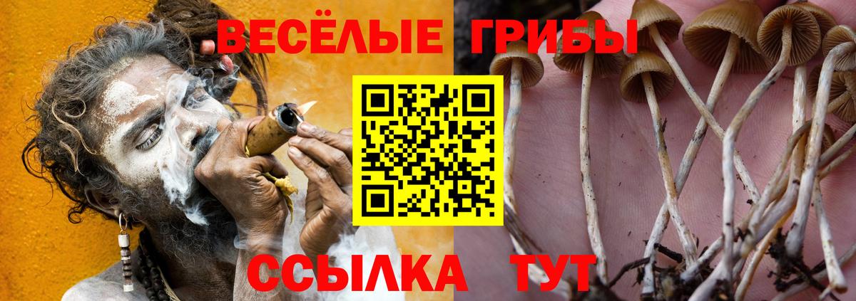 Елабуга  Псилоцибиновые грибы Psilocybe  Вход с VPN  Псилоцибиновые грибы Psilocybe 